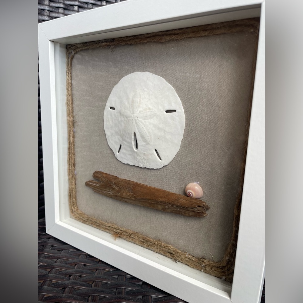 Sand Dollar, Shell, Wood.. Arranged In A ShadowBox
